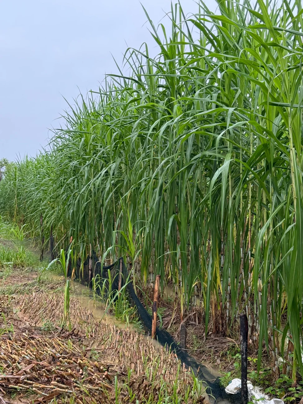 Tall Juncao plants beside a plantation path